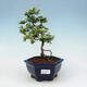 Indoor bonsai - Duranta erecta Aurea - 1/2