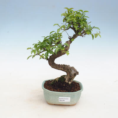 Room bonsai -Ligustrum chinensis - privet - 1