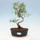 Indoor bonsai -Ligustrum retusa - small-leaved bird's beak - 1/3