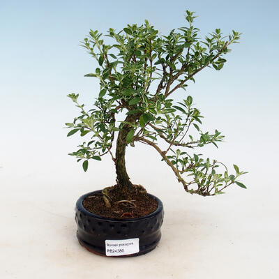 Indoor bonsai - Serissa foetida - Tree of a Thousand Stars