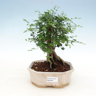 Indoor bonsai -Ligustrum retusa - small-leaved bird's beak - 1