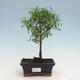 Indoor bonsai-PUNICA granatum nana-Pomegranate - 1/5