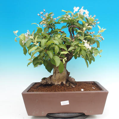 Outdoor bonsai -Maloplodá apple - Malus Halliana - 1