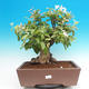Outdoor bonsai -Maloplodá apple - Malus Halliana - 1/7