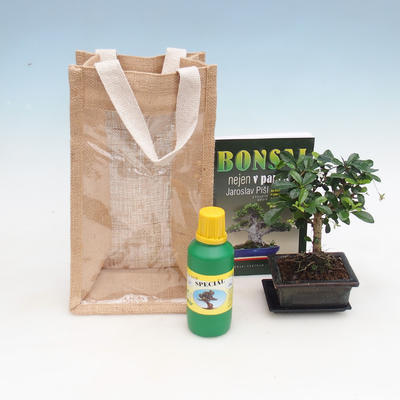 Room bonsai in a gift bag - JUTA, Carmona-fuki tea