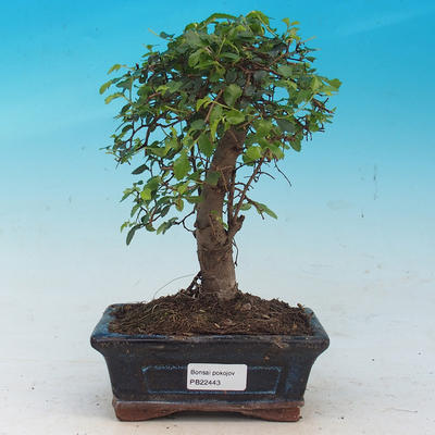 Room bonsai - Ulmus parvifolia - Lesser Elm - 1