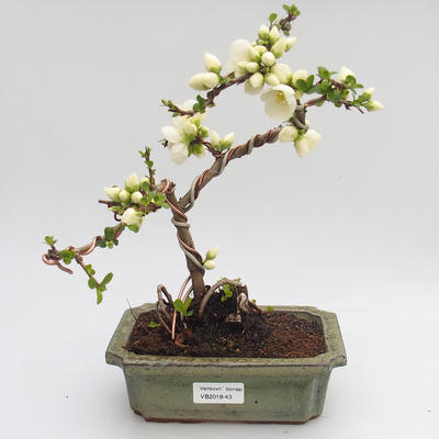 Outdoor bonsai - Chaenomeles superba white jet trail -Kdoulovec - 1