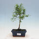Indoor bonsai-PUNICA granatum nana-Pomegranate - 1/5