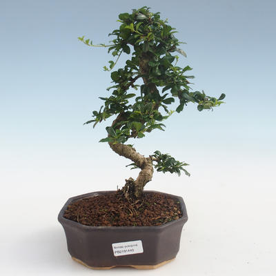 Indoor bonsai - Carmona macrophylla - Tea fuki PB2191440 - 1