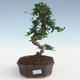Indoor bonsai - Carmona macrophylla - Tea fuki PB2191440 - 1/5