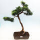 Outdoor bonsai -Larix decidua - Deciduous larch - 1/6