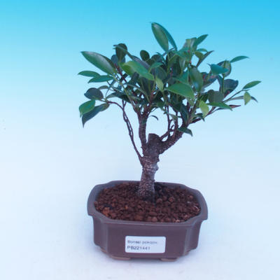 Room bonsai - Ficus retusa - ficus Malolistý - 1
