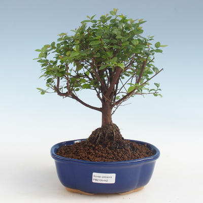 Indoor bonsai - Sagerécie thea - Sagerécie thea 2191442 - 1
