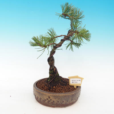 Outdoor bonsai - Pinus parviflora - Pinus parviflora