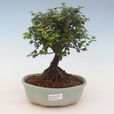 Indoor bonsai - Sagerécie thea - Sagerécie thea 2191444 - 1