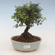 Indoor bonsai - Sagerécie thea - Sagerécie thea 2191444 - 1/4