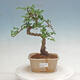 Indoor bonsai - Ulmus parvifolia - Small leaf elm - 1/3