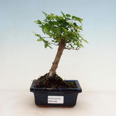 Indoor bonsai - Sagerécie thea - Sagerécie thea - 1