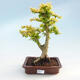 Indoor bonsai -Ligustrum Aurea - Bird's beak - 1/3