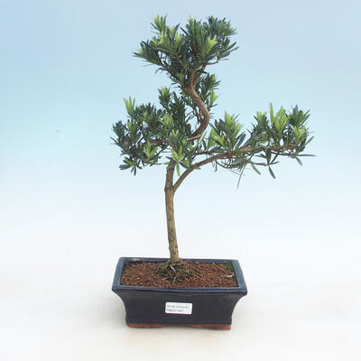 Indoor bonsai-Podocarpus- stone thous - 1