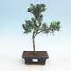 Indoor bonsai-Podocarpus- stone thous - 1/4