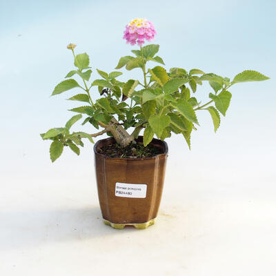 Room bonsai lanthanum-camara-variable Libor - 1