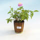 Room bonsai lanthanum-camara-variable Libor - 1/3