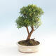 Room bonsai - Syzygium - Pimentovník - 1/3