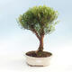 Room bonsai - Syzygium - Pimentovník - 1/3