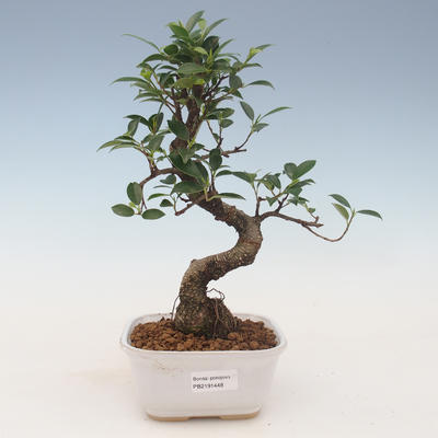 Indoor bonsai - Ficus kimmen - small leaf ficus 2191448