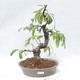 Outdoor bonsai - Pseudocydonia sinensis - Chinese quince - 1/5