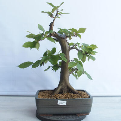 Outdoor bonsai - Hornbeam - Carpinus betulus - 1