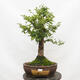 Outdoor bonsai-Ulmus Glabra-Hard Elm - 1/5