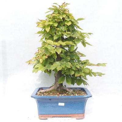 Outdoor bonsai -Carpinus betulus - Hornbeam - 1