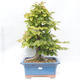Outdoor bonsai -Carpinus betulus - Hornbeam - 1/5