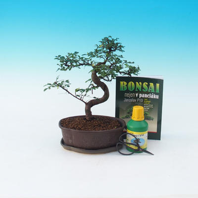 Ficus retusa - Fikus malolistý, Ulmus parvifolia - Chinese elm