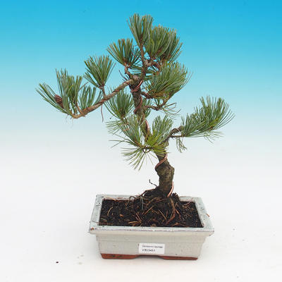 Outdoor bonsai - Pinus parviflora Glauca - Pine
