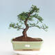 Room bonsai - Ulmus parvifolia - Malolistý elm - 1/6