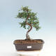Room bonsai - Ulmus parvifolia - Malolistý elm - 1/6