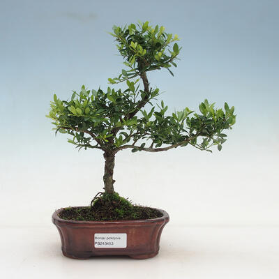 Indoor bonsai - Ilex crenata - Holly