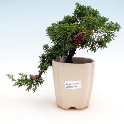 Outdoor bonsai - Juniperus chinensis - Chinese juniper