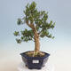 Indoor bonsai - Buxus harlandii - Cork boxwood - 1/7