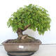 Outdoor bonsai - Mahalebka - Prunus mahaleb - 1/5