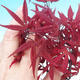 Outdoor bonsai - Acer palm. Atropurpureum-Maple dlanitolistý - 1/2