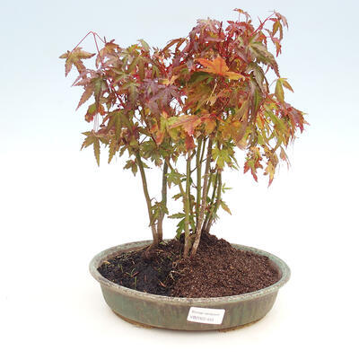 Outdoor bonsai grove - Acer palmatum - Palm Maple - 1