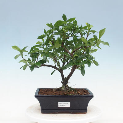 Room bonsai - Gardenia jasminoides-Gardenie - 1