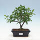 Room bonsai - Gardenia jasminoides-Gardenie - 1/2