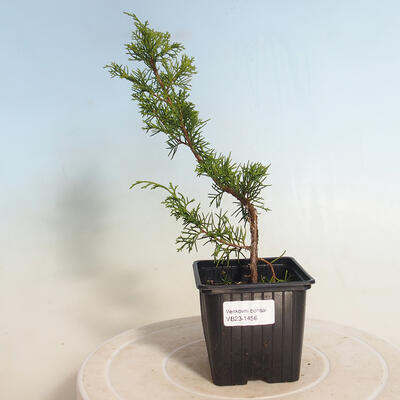 Outdoor bonsai - Juniperus chinensis Itoigawa-Chinese juniper - 1
