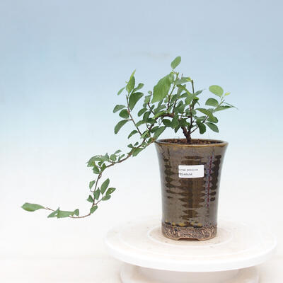 Room bonsai - Grewia occidentalis - Starfish Lavender - 1
