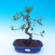 Room bonsai - Ficus retusa - ficus Malolistý - 1/2